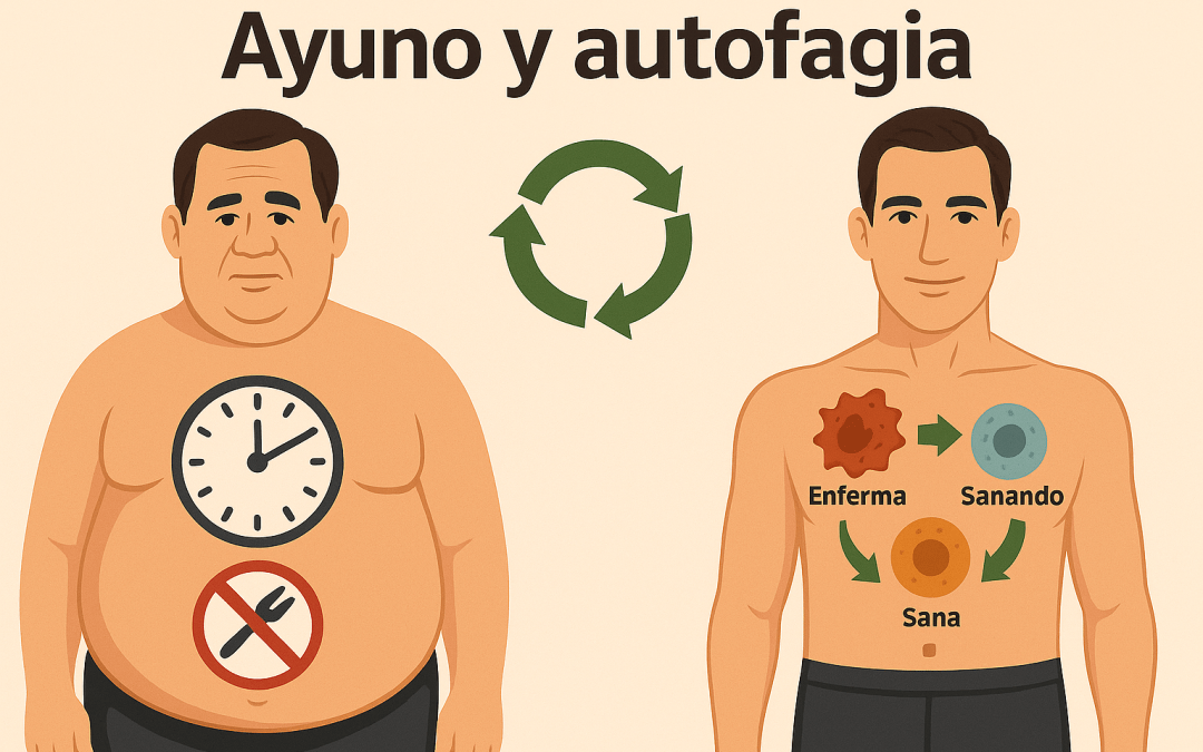 Ayuno y autofagia: el secreto celular al descubierto